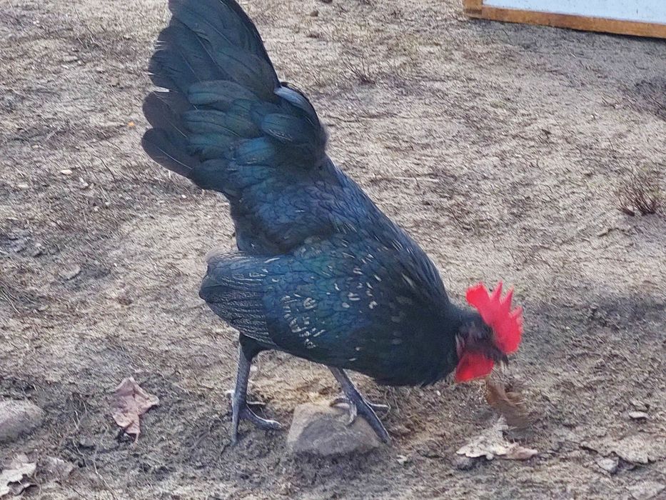 Kogut  z tego roku. Ozdoba podwórka