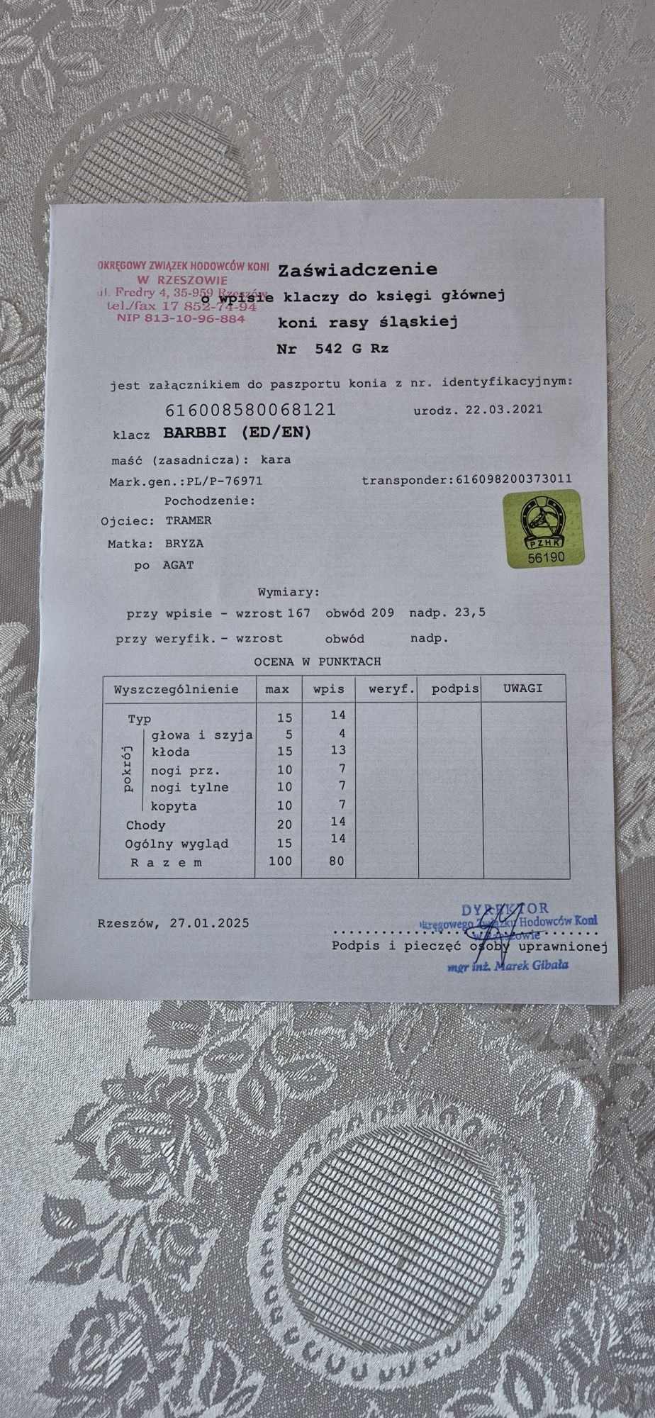 Klacz Śląska z Licencją Programowa