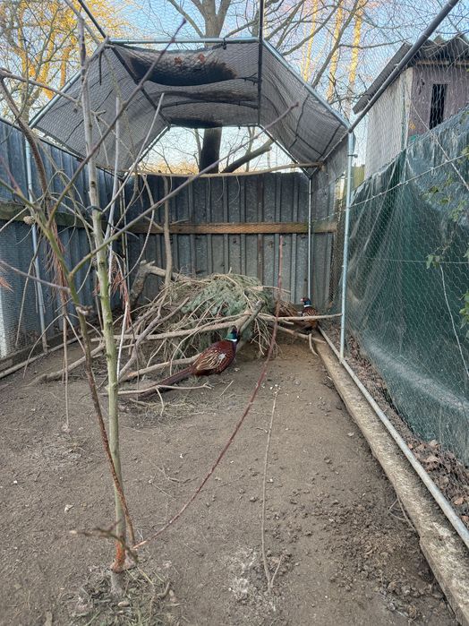 Samiec bażanta łownego