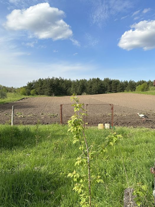 Земельна ділянка біля лісу в с. Путренці