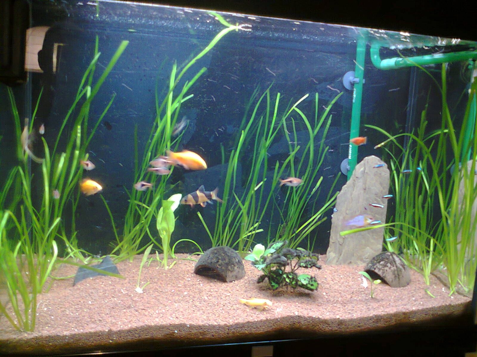 Aquário 80cm Aquatlantis, móvel, iluminação e filtro externo Eheim