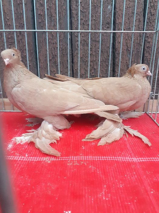 Wywrotki wschodniopruskie gołębie ozdobne