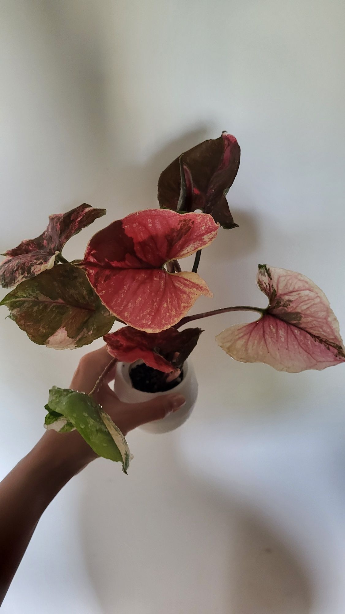 Syngonium strawberry ice galaxy pędówki