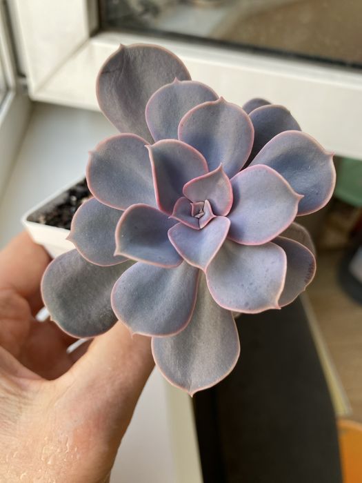 Ехеверія,паперомія,еоніум,пеларгонія марлезон2, пеларгонія Анна-Жанет