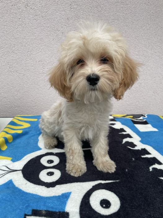 Maltipoo piesek Maltańczyk & Pudel Toy