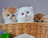 Элитные золотые котята