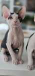 Don Sphynx kotek WCF