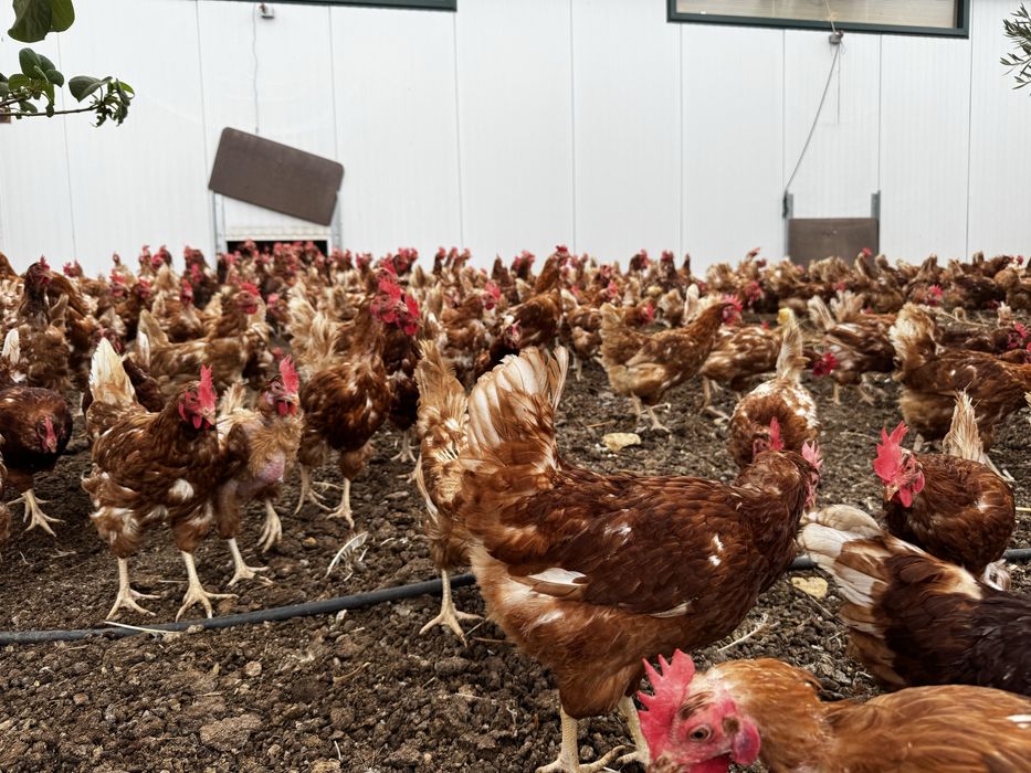 Galinhas poedeiras