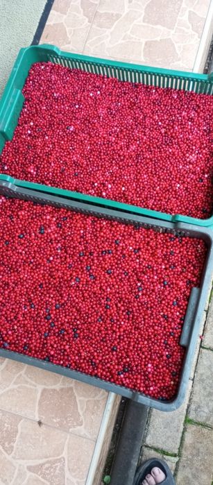 Продам черніку  і брусніку 2025