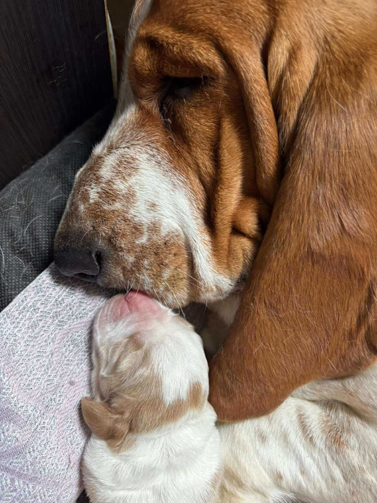 Piesek Basset Hound FCI o imieniu Argon bicolor - zarezerwowany.