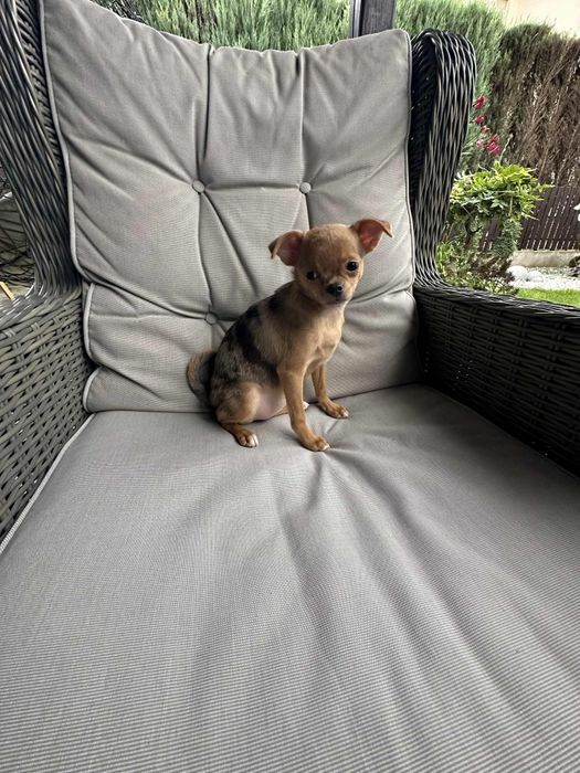 Przesliczna dziewczynka Chihuahua  choco merle tan