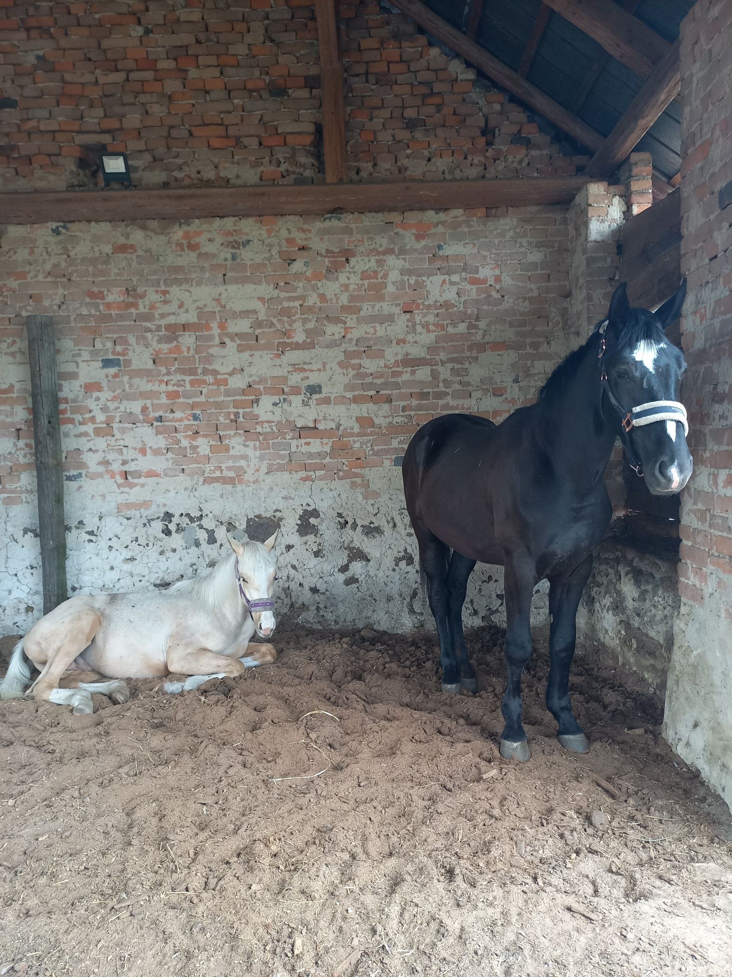 Ogier Śląski 2 lata 165cm kary