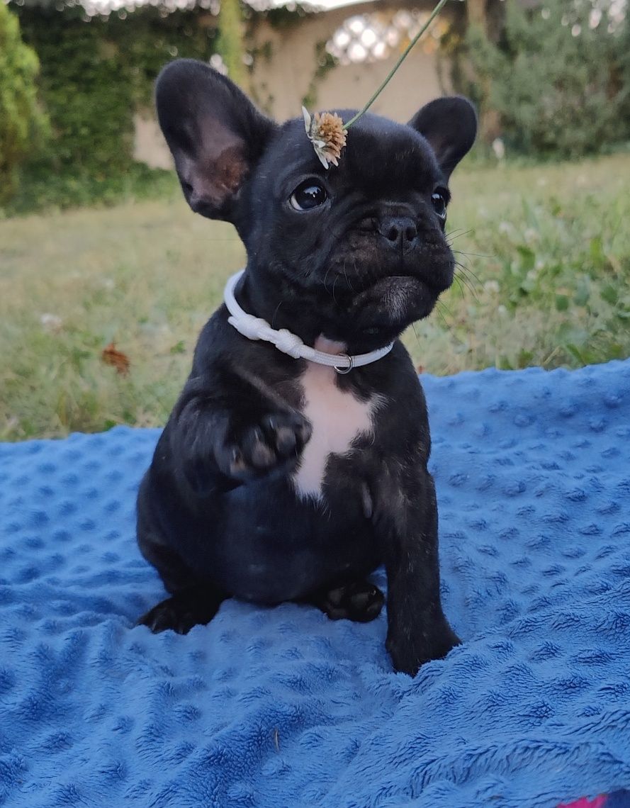 Buldog francuski czarna suczka ZkwP/FCI