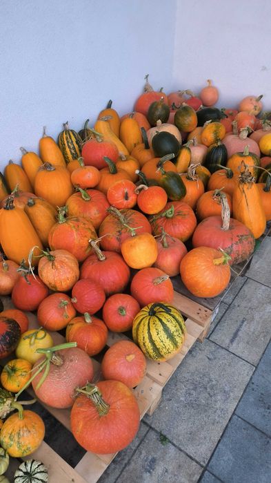 Dynie jadalne i ozdobne