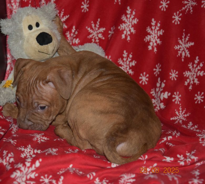Szczeniak American pit bull terrier, pitbull