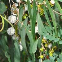 Евкаліпт віміналіс / Eucalyptus viminalis subsp. viminalis