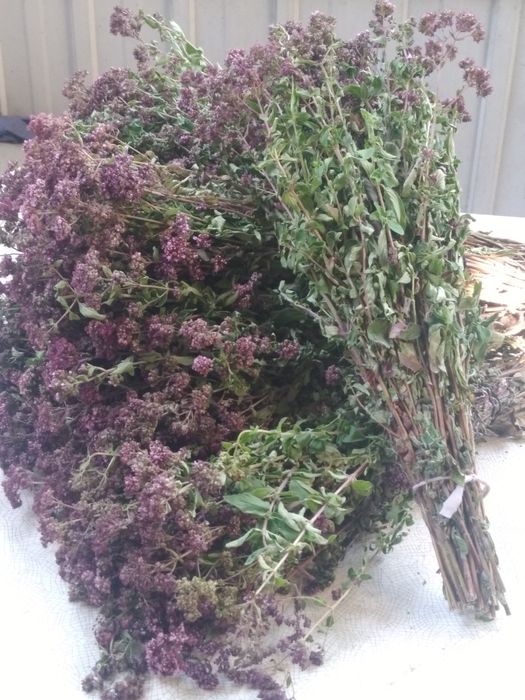 Хобби отдых спорт віники баня сауна м'ята  полин