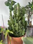 Kwiat sliczny Cereus peruvianus 'Paolina piekny