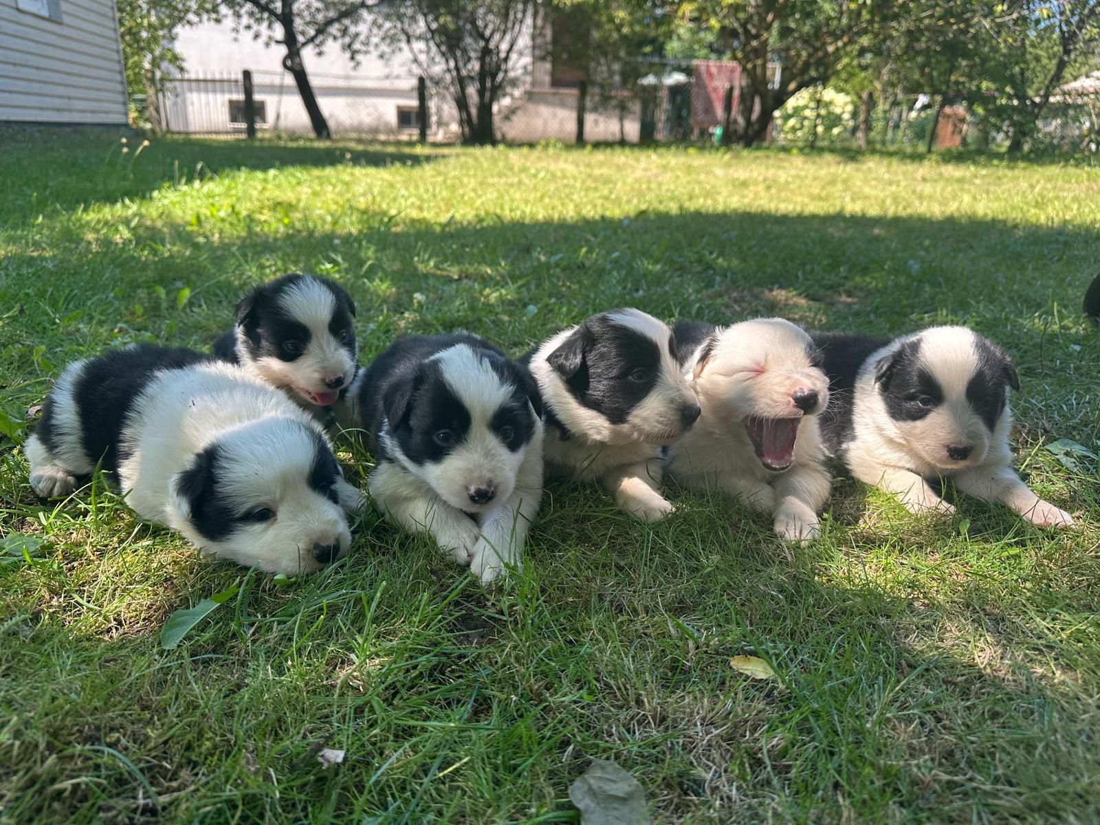 Border Collie ur. 09.06.2025 r.