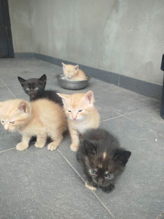 Котики руді і киці. Кошенята.