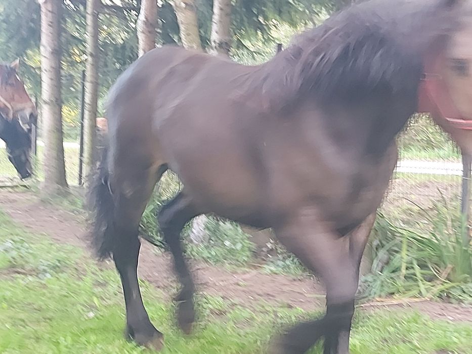 Klacze zimnokrwiste