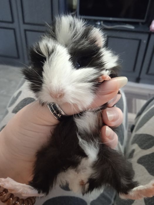 Морська свинка розетка