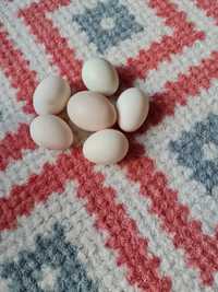 Яйца Бентамок под квочку