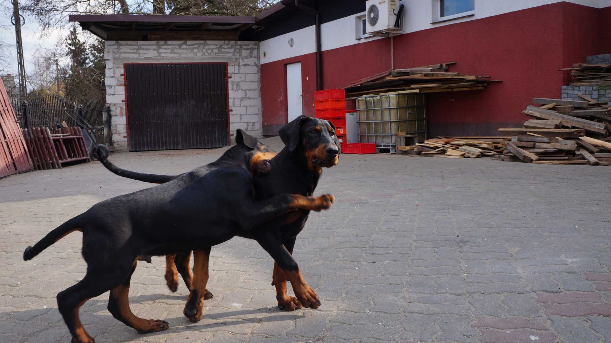 szczeniak doberman