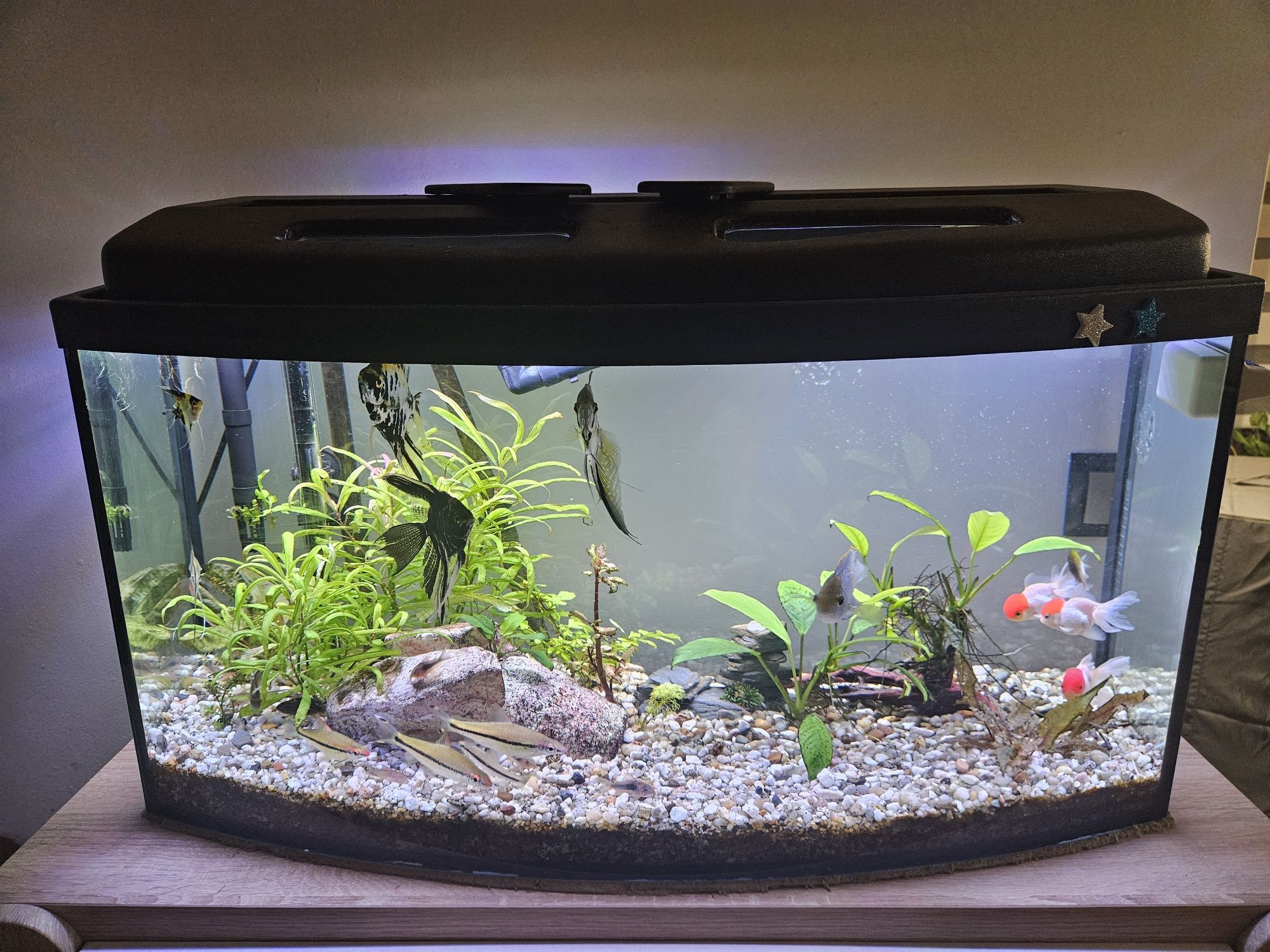 Sprzedam panoramiczne akwarium 112l