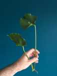 Monstera Unniiae- szczyt