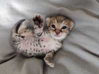 Gatinhos para adopção