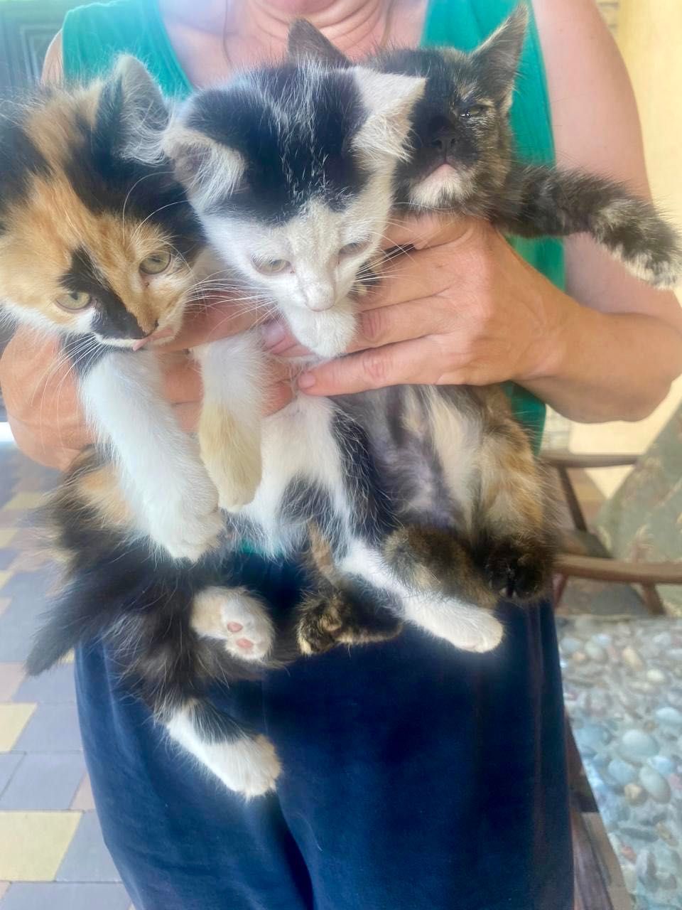 Подаруємо чудових котенят