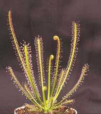 Rosiczka rosiczki Drosera filiformis x20 nasiona