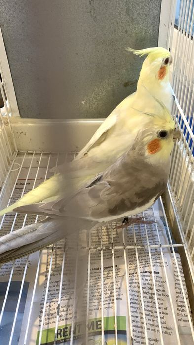 3 casais de caturras e um macho