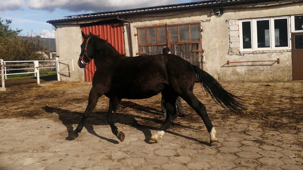 Sprzedam klacze śląskie