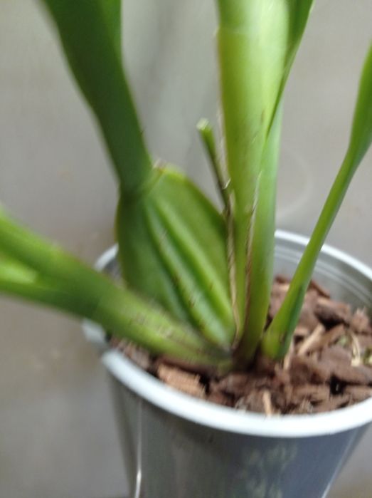 Орхидея Камбрия.