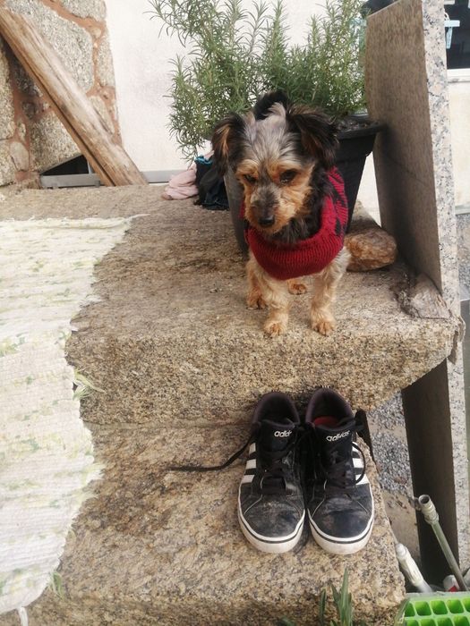 CÃO de raça yorhire terrier com 6 meses..