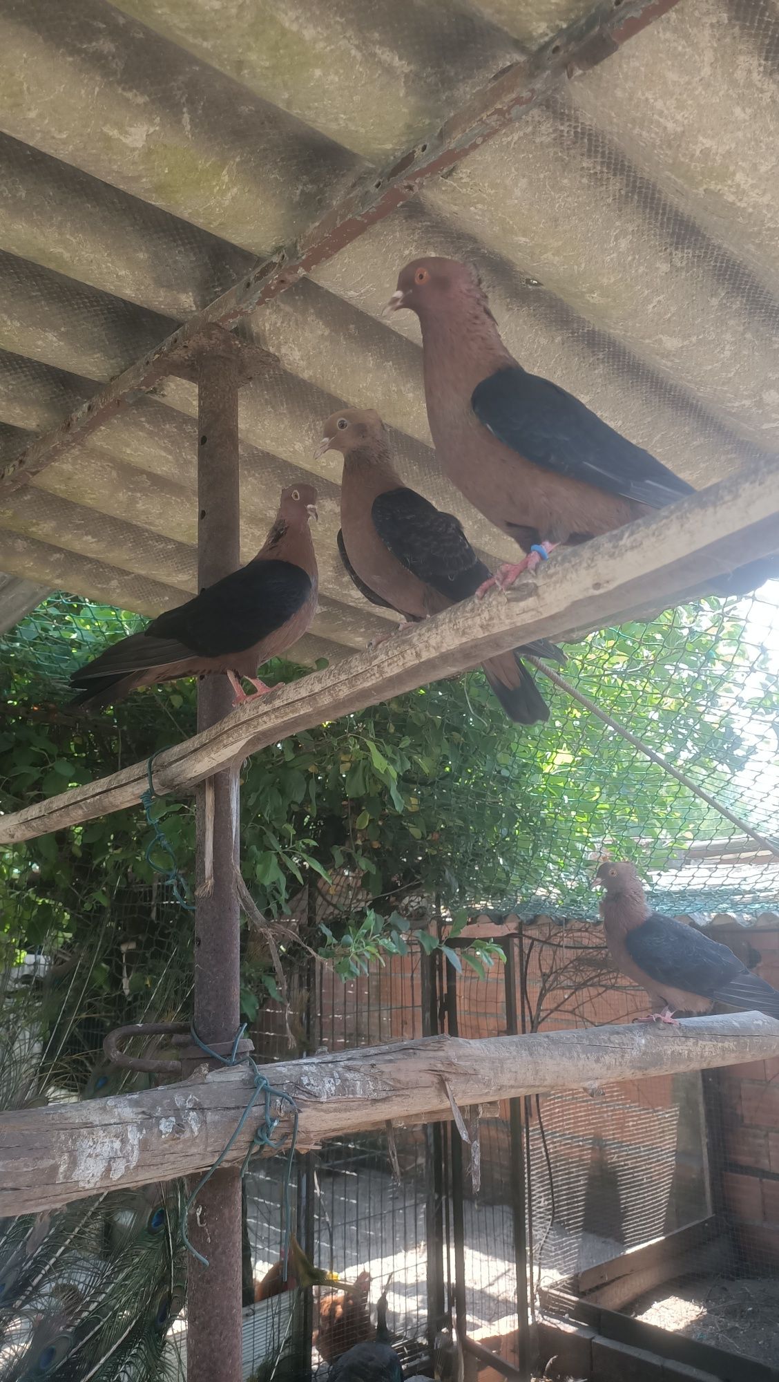 Pombos arcanjo e rolas.