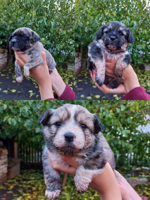 Віддам цуценят в добрі руки!