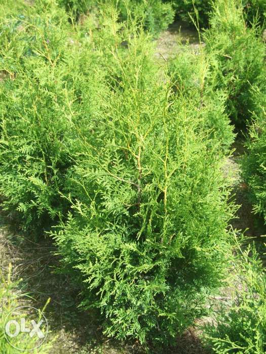 Thuja Tuja BRABANT wys. 140-160 cm. 20zł/szt RABATY!!