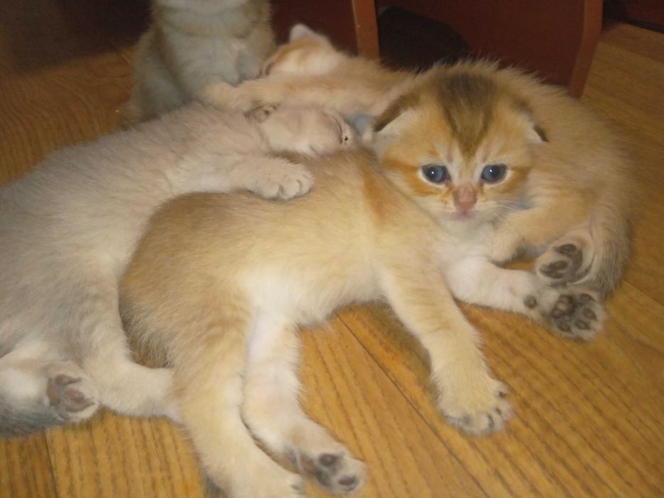 Котята шотландские вислоухие золотистые шиншиллы