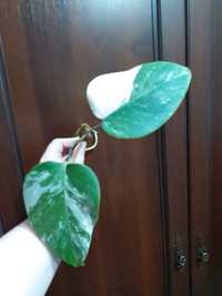 Monstera variegata szczyt