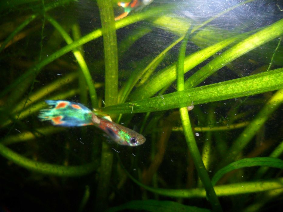Гуппи,несколько цветовых форм.