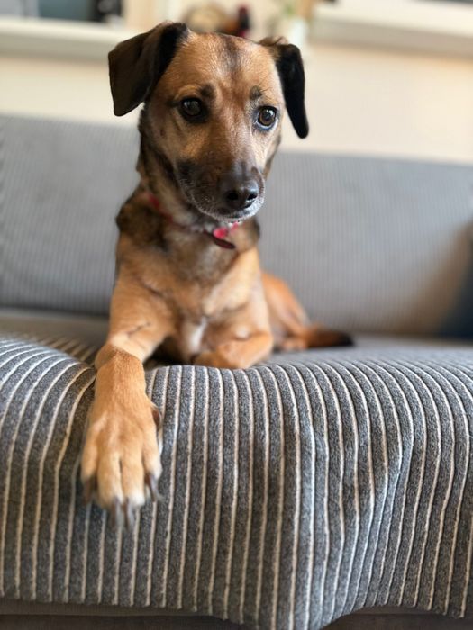 Cudowna Leti szuka domku