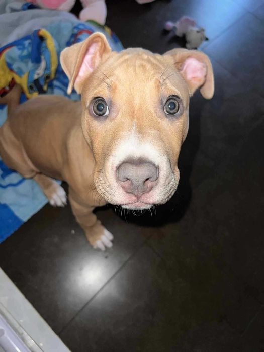 Pittbull á procura de novo lar