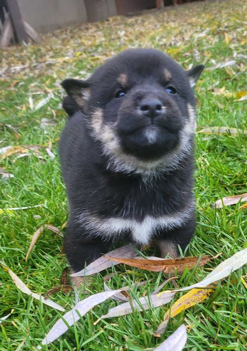 Shiba inu z metryka Fci