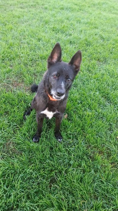 Uma segunda oportunidade - Cão