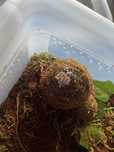 Sprzedam maluchy Euscorpius italicus (skorpiony włoskie)