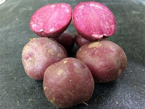 Кольорова картопля, насіння української селекції. Відправляєм поштою