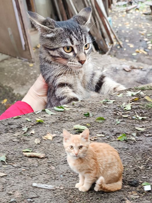 Кошенята - 2 КОТИКИ в добрі руки